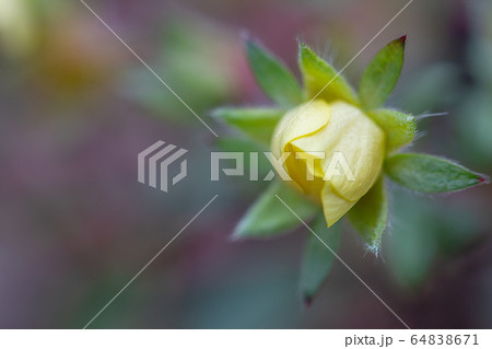 背景 木の枝 野花 64838671