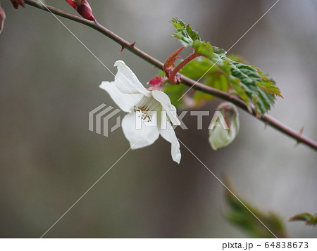 モミジイチゴ 64838673