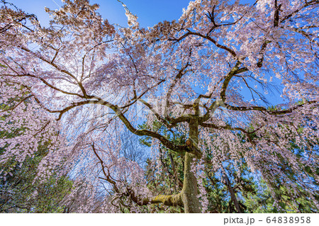 京都御苑　出水の枝垂桜　 64838958