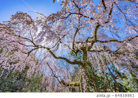 京都御苑　出水の枝垂桜　 64838961