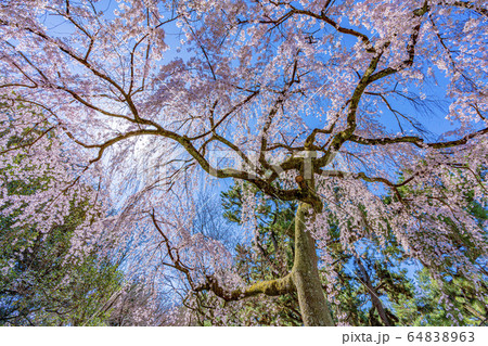 京都御苑　出水の枝垂桜　 64838963