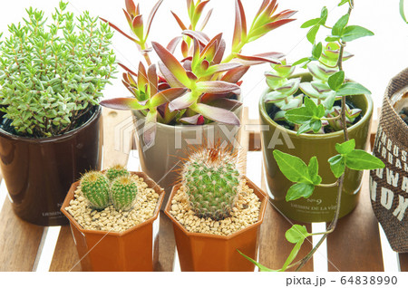 観葉植物 観葉植物 64838990