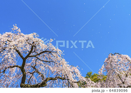 京都御苑　出水の枝垂桜　桜吹雪 64839096