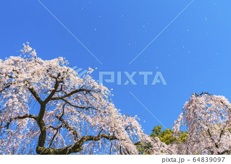 京都御苑　出水の枝垂桜　桜吹雪 64839097