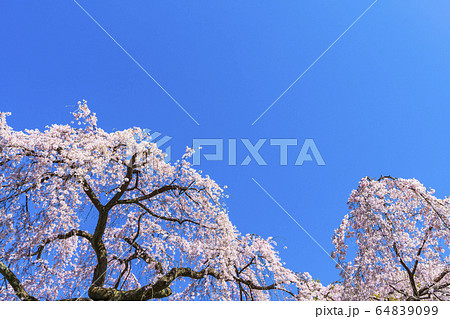 京都御苑　出水の枝垂桜　 64839099