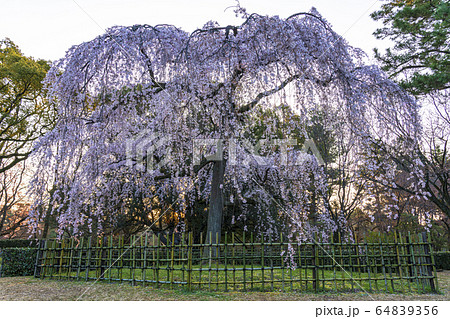 京都御苑　出水の枝垂桜　　 64839356