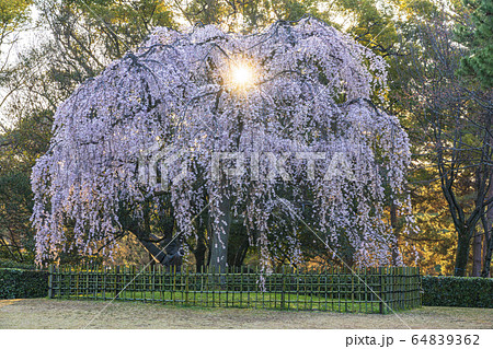 京都御苑　出水の枝垂桜　　 64839362
