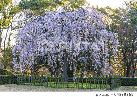 京都御苑　出水の枝垂桜　　 64839369