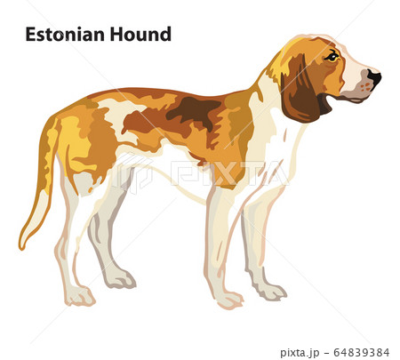 Colored decorative portrait of Dog Estonian Hound Colored decorative portrait of Dog Estonian Hound 64839384