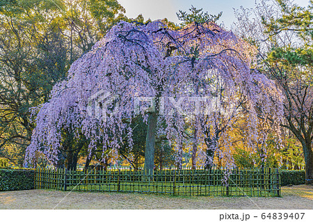 京都御苑　出水の枝垂桜　　　 64839407