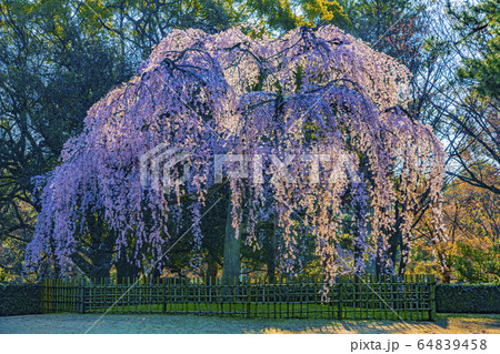 京都御苑 出水の枝垂桜 京都御苑 出水の枝垂桜 64839458