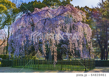 京都御苑　出水の枝垂桜　　 64839461