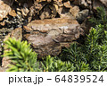 Tree bark for decoration and mulching in landscape design. Tree bark texture macro background close-up. 64839524