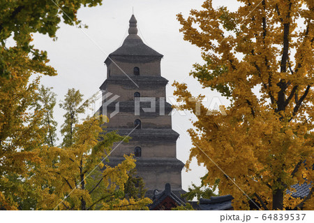 Giant Wild Goose Pagoda with foreground of autumn gingo trees, Xi'an, Shaanxi, China 64839537