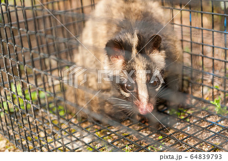 ハクビシン ハクビシン 64839793