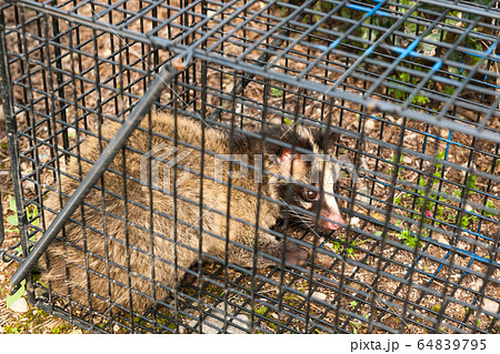 ハクビシン 64839795