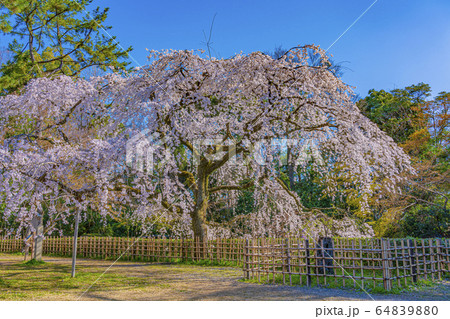 京都御苑　近衛邸跡　糸桜  64839880