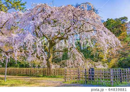 京都御苑 近衛邸跡 糸桜 京都御苑 近衛邸跡 糸桜 64839881