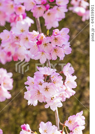 京都御苑　近衛邸跡　糸桜  64839901