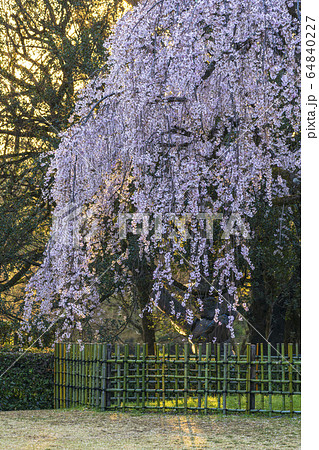 京都御苑　出水の枝垂桜　　　 64840227