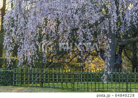 京都御苑　出水の枝垂桜　　　 64840228