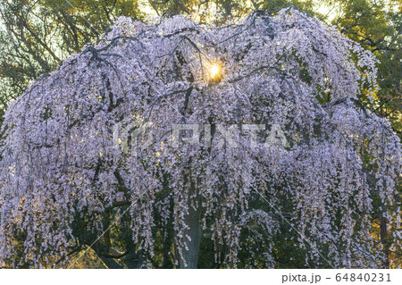 京都御苑　出水の枝垂桜　　　 64840231