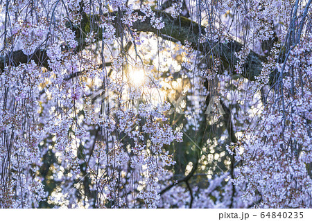 京都御苑　出水の枝垂桜　　　 64840235