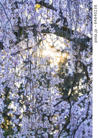 京都御苑　出水の枝垂桜　　　 64840236