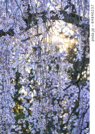 京都御苑　出水の枝垂桜　　　 64840237