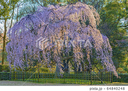 京都御苑　出水の枝垂桜　　　 64840248