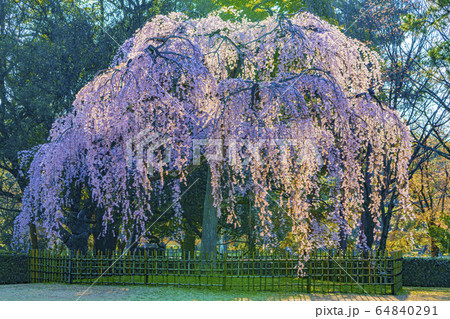 京都御苑　出水の枝垂桜　　　　 64840291