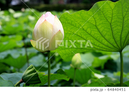 佐賀城公園　お堀に咲く蓮の花 64840451