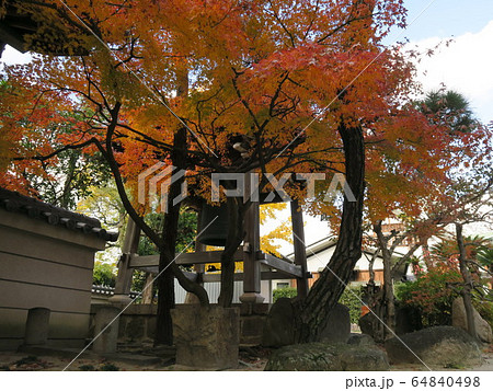 西宮の臨済宗の古寺 海清寺の紅葉 西宮の臨済宗の古寺 海清寺の紅葉 64840498