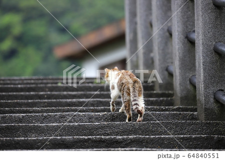 猫 ねこ ネコ 64840551