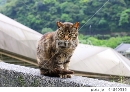 猫 ねこ ネコ 64840556