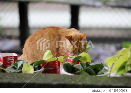 猫 ねこ ネコ 64840563