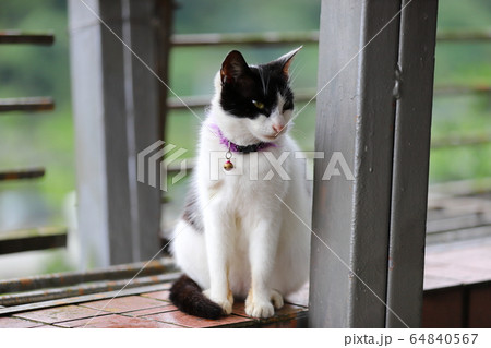 猫 ねこ ネコ 64840567