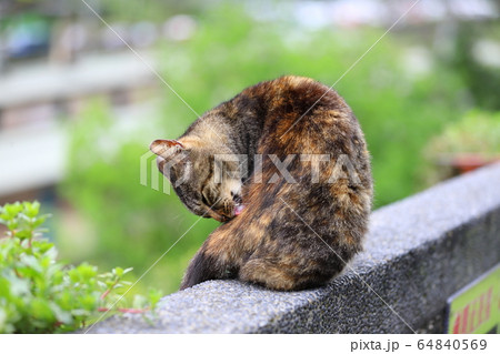猫 ねこ ネコ 64840569