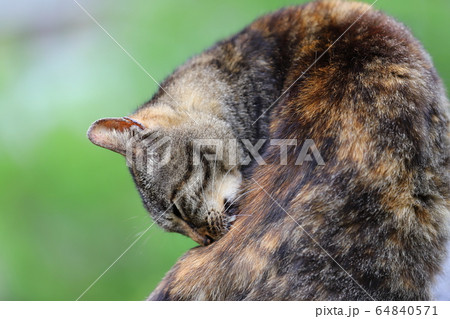 猫 ねこ ネコ 64840571