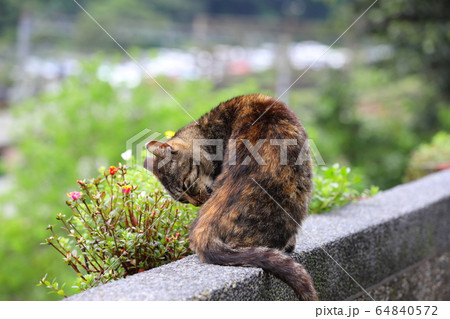 猫 ねこ ネコ 64840572