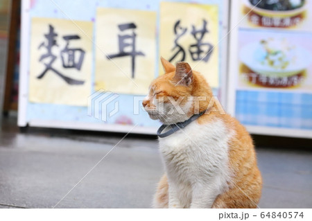 猫 ねこ ネコ 64840574