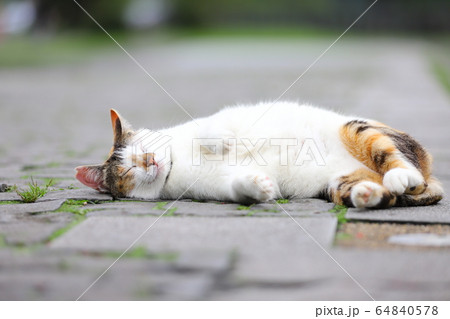 眠り猫 眠る猫 だるい 64840578
