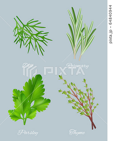 Green herbs. Realistic species for culinary medical plants food aromatic ingredients healthy leaves vector template Green herbs. Realistic species for culinary medical plants food aromatic ingredients healthy leaves vector template 64840944