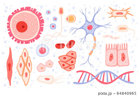 Cells collection. Human blood structure micro types of anatomy science vector collection cells set 64840965