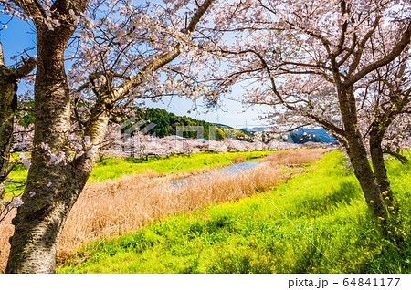 春の川沿いに咲く桜と菜の花【福岡県行橋市】 64841177