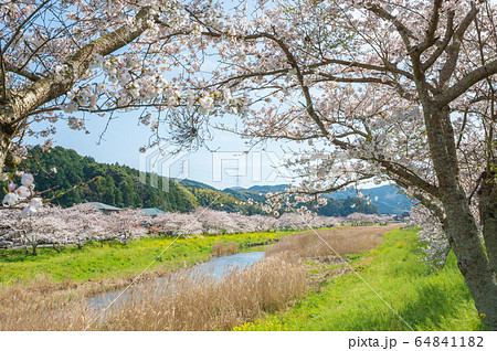 春の川沿いに咲く桜と菜の花【福岡県行橋市】 春の川沿いに咲く桜と菜の花【福岡県行橋市】 64841182