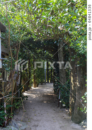 曲がりくねったフクギ並木（暗い） 64841336