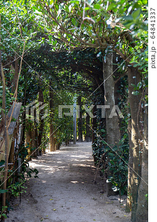 曲がりくねったフクギ並木（明るい） 64841337