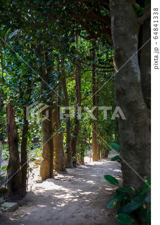 どこまでも続くフクギ並木 64841338