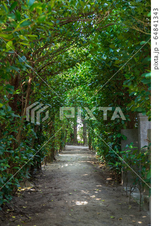 フクギ並木のトンネルに差し込む陽射し 64841343
